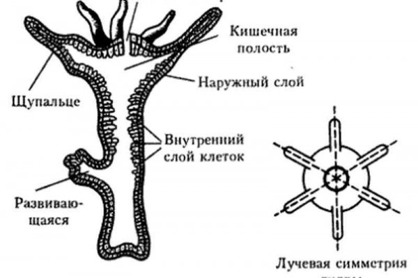 Кракен макет плейс